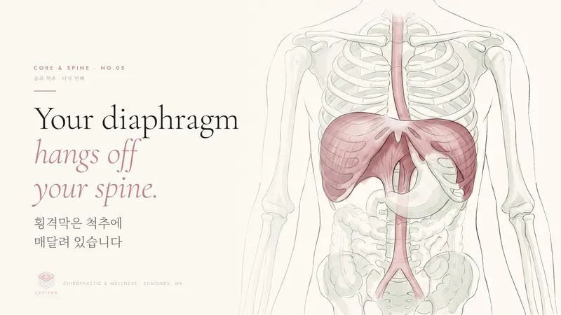 Your diaphragm hangs off your spine